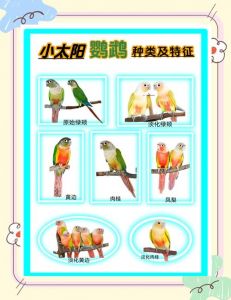 叫声性格大不同（绿颊小太阳鹦鹉与和尚哪个吵）