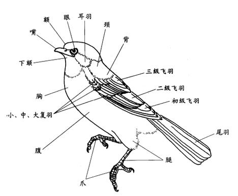 羽色体型栖息呼吸全体现自然选择（生物鸟的结构图）