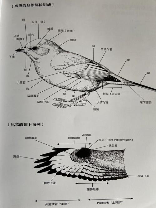 头形喙翅膀尾羽爪子要画对(鸟的解剖图) 头形喙翅膀尾羽爪子要画对(鸟的解剖图)