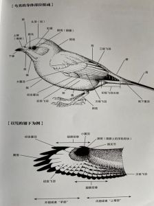 头形喙翅膀尾羽爪子要画对（鸟的解剖图）