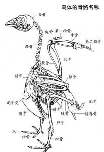 羽色体型栖息呼吸全体现自然选择（生物鸟的结构图）
