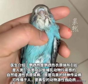 养鹦鹉注意饮食环境防意外，健康安全有保障（压力三大鹦鹉为什么会突然死掉）