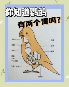精妙结构适应飞行（鸟类消化系统结构图）