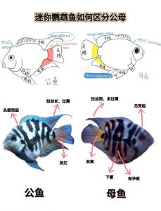 白色迷你鹦鹉鱼公母如何分辨？（白色迷你鹦鹉鱼怎么分公母图解）