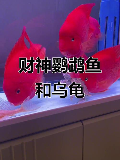 财神鱼和金刚鹦鹉鱼怎么区分？（财神鱼和鹦鹉鱼的区别图解）
