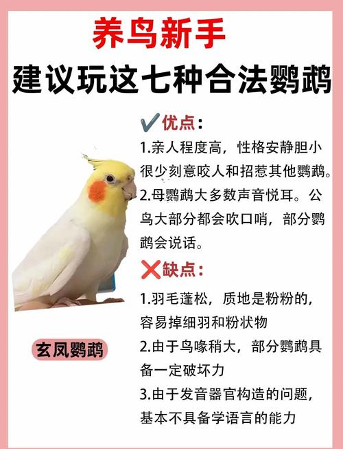 养玄凤鹦鹉一只或两只？看主人够不够爱！（养玄凤鹦鹉千万不要养两只）