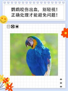 鹦鹉咬出血要打针吗？看伤口处理方法！（被家养鹦鹉咬出血了要打针吗）