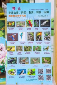 看颜色喙和习性（上海50种常见鸟类网站）