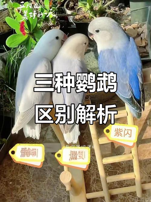 伊莎紫薰牡丹鹦鹉价格差异大?(伊莎和紫薰牡丹鹦鹉区别) 伊莎紫薰牡丹鹦鹉价格差异大?(伊莎和紫薰牡丹鹦鹉区别)
