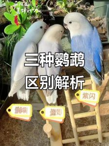 伊莎紫薰牡丹鹦鹉价格差异大？（伊莎和紫薰牡丹鹦鹉区别）