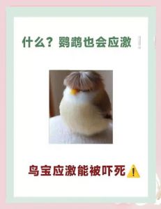 鹦鹉惊吓怎么办？简单应对方法（鹦鹉受到惊吓怎么办）
