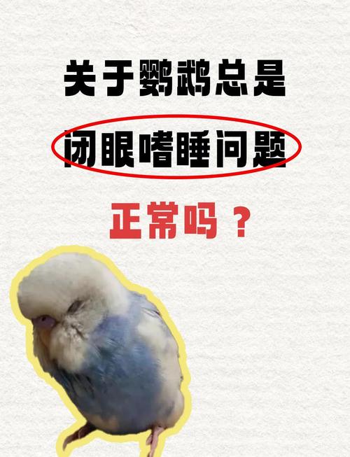 牡丹鹦鹉精神萎靡怎么办？（鹦鹉嗜睡没精神）