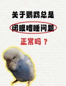 牡丹鹦鹉精神萎靡怎么办？（鹦鹉嗜睡没精神）