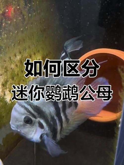 白色迷你鹦鹉鱼公母如何分辨?(白色迷你鹦鹉鱼怎么分公母图解) 白色迷你鹦鹉鱼公母如何分辨?(白色迷你鹦鹉鱼怎么分公母图解)