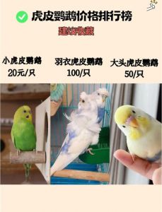 太平洋鹦鹉价格与品种选择（太平洋鹦鹉多少元一只）