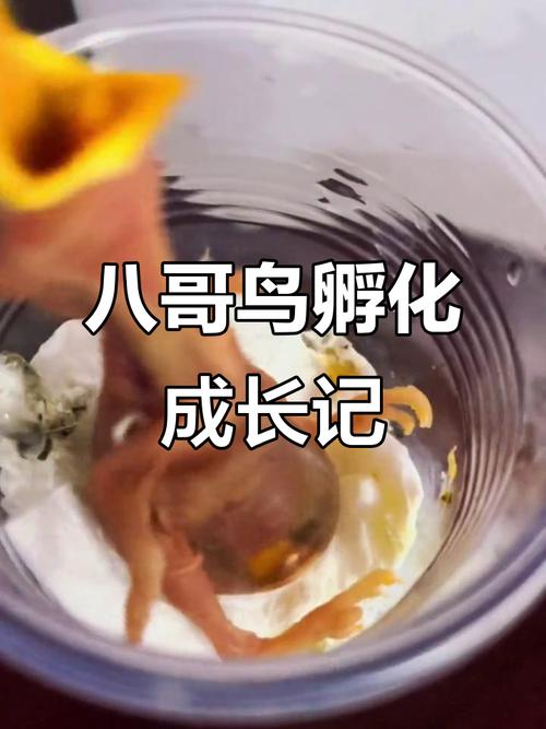 阳光暖窝孵蛋,靠耐心转动见奇迹(鸟蛋怎么人工孵化不用电没有保温箱) 阳光暖窝孵蛋,靠耐心转动见奇迹(鸟蛋怎么人工孵化不用电没有保温箱)