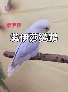 蓝紫系基因宠鸟（紫依莎牡丹鹦鹉特点）