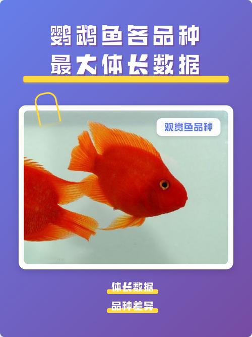 黑鹦鹉鱼易患斜管虫,注意水质防病(黑白鹦鹉鱼) 黑鹦鹉鱼易患斜管虫,注意水质防病(黑白鹦鹉鱼)