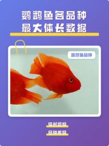 黑鹦鹉鱼易患斜管虫，注意水质防病（黑白鹦鹉鱼）