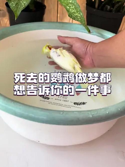 警惕!鹦鹉死亡前征兆及保护野外鹦鹉(鹦鹉死亡照片) 警惕!鹦鹉死亡前征兆及保护野外鹦鹉(鹦鹉死亡照片)