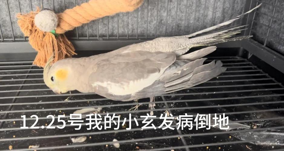 旋风鹦鹉翅膀流血怎么办?(旋风鹦鹉翅膀流血了怎么办) 旋风鹦鹉翅膀流血怎么办?(旋风鹦鹉翅膀流血了怎么办)