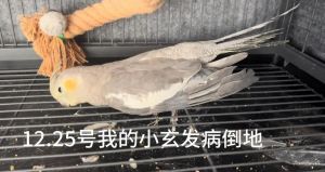 旋风鹦鹉翅膀流血怎么办？（旋风鹦鹉翅膀流血了怎么办）