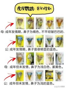 红眼虎皮鹦鹉品种及饲养小知识（红眼睛的虎皮鹦鹉是什么品种）