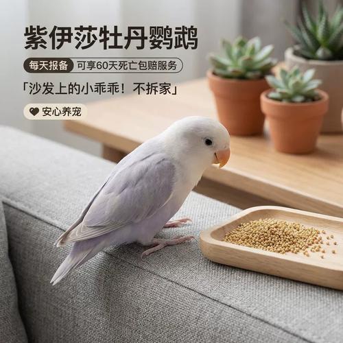 稀有紫羽,价值不菲(紫伊莎和紫熏牡丹鹦鹉的区别) 稀有紫羽,价值不菲(紫伊莎和紫熏牡丹鹦鹉的区别)