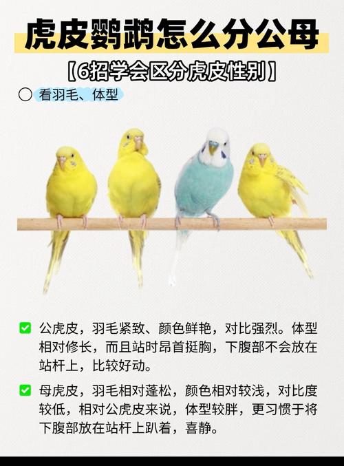 鹦鹉配对繁殖小贴士(鹦鹉一公一母能繁殖吗) 鹦鹉配对繁殖小贴士(鹦鹉一公一母能繁殖吗)