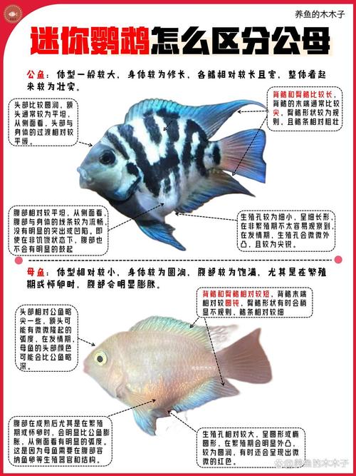 白色迷你鹦鹉鱼公母如何分辨?(白色迷你鹦鹉鱼怎么分公母图解) 白色迷你鹦鹉鱼公母如何分辨?(白色迷你鹦鹉鱼怎么分公母图解)