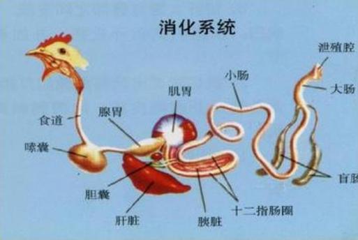 鸟类消化系统专为飞行设计(鸟的消化系统结构图) 鸟类消化系统专为飞行设计(鸟的消化系统结构图)