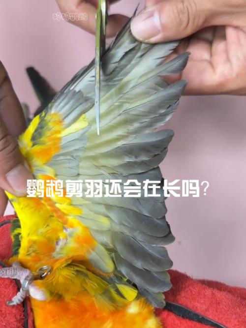 羽毛护理与常见问题(鹦鹉剪羽后还能长吗) 羽毛护理与常见问题(鹦鹉剪羽后还能长吗)