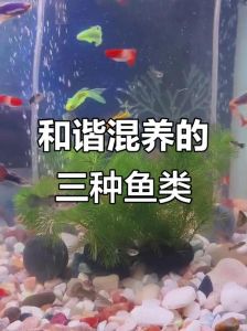 混养血鹦鹉注意水质和伙伴选择（血鹦鹉和什么鱼混养是最好的）
