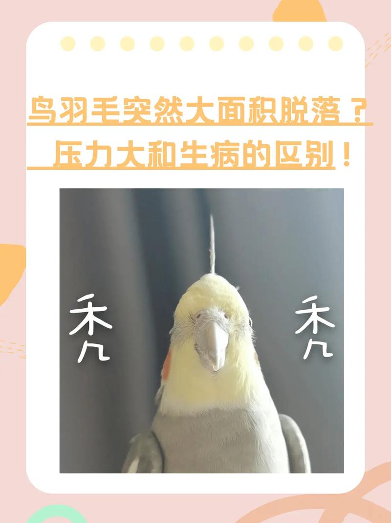 鹦鹉炸毛原因及应对(鹦鹉毛炸起来了怎么回事) 鹦鹉炸毛原因及应对(鹦鹉毛炸起来了怎么回事)