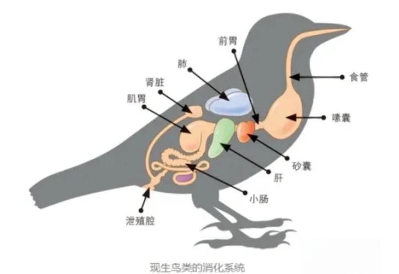 鸟类无牙吞食砂石磨碎食物适应飞行(鸟类的消化系统结构) 鸟类无牙吞食砂石磨碎食物适应飞行(鸟类的消化系统结构)