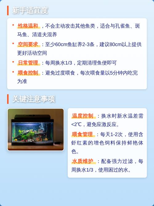色彩变化与饲养要点(鹦鹉鱼饲养方法和注意事项) 色彩变化与饲养要点(鹦鹉鱼饲养方法和注意事项)