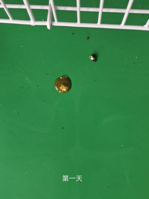 鹦鹉绿色粪便原因及预防(鹦鹉拉绿色的屎是怎么回事) 鹦鹉绿色粪便原因及预防(鹦鹉拉绿色的屎是怎么回事)
