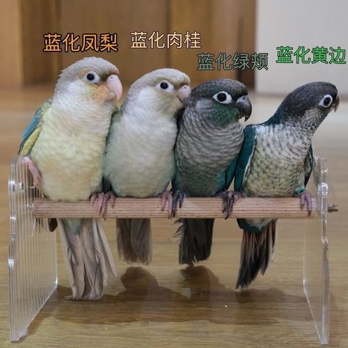 蓝化小太阳鹦鹉与肉桂小太阳鹦鹉的区别及饲养要点(蓝化肉桂小太阳鹦鹉图片) 蓝化小太阳鹦鹉与肉桂小太阳鹦鹉的区别及饲养要点(蓝化肉桂小太阳鹦鹉图片)