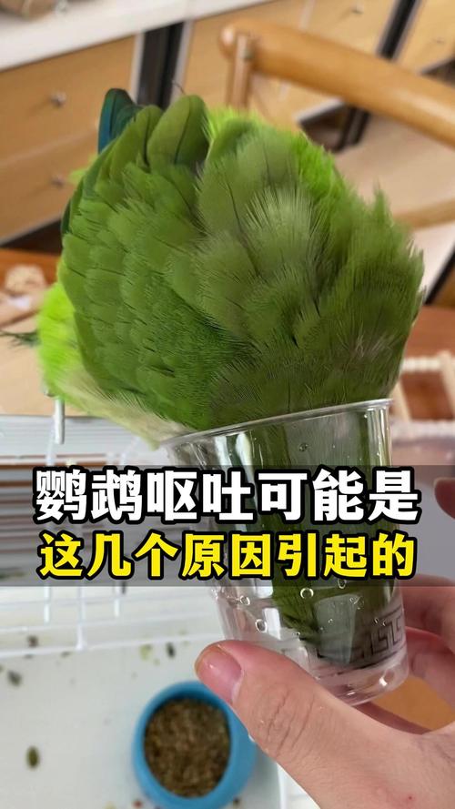 精神萎靡要当心(鹦鹉呕吐是什么原因) 精神萎靡要当心(鹦鹉呕吐是什么原因)