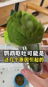 精神萎靡要当心（鹦鹉呕吐是什么原因）