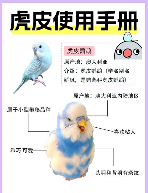 选对笼子喂对食,观察健康!(新手养虎皮鹦鹉要准备什么) 选对笼子喂对食,观察健康!(新手养虎皮鹦鹉要准备什么)