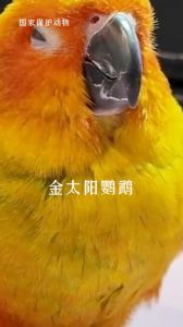 金太阳鹦鹉认主5表现，聪明互动是关键（金太阳鹦鹉怎么判断认主了）