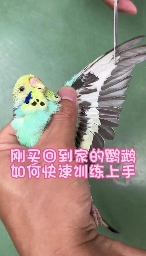 新手养鹦鹉,耐心陪伴,食物互动,慢慢建立信任(刚到家的鹦鹉怎么让它熟悉环境) 新手养鹦鹉,耐心陪伴,食物互动,慢慢建立信任(刚到家的鹦鹉怎么让它熟悉环境)