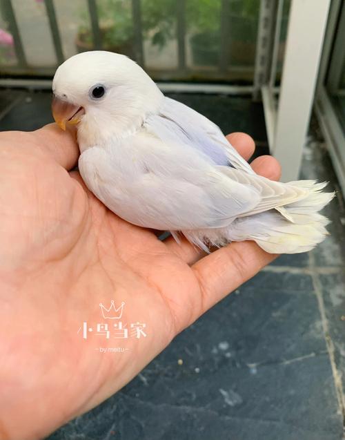 蓝伊莎温顺,紫伊莎鲜艳,选哪个看喜好!(蓝伊莎鹦鹉和紫伊莎鹦鹉那个好) 蓝伊莎温顺,紫伊莎鲜艳,选哪个看喜好!(蓝伊莎鹦鹉和紫伊莎鹦鹉那个好)