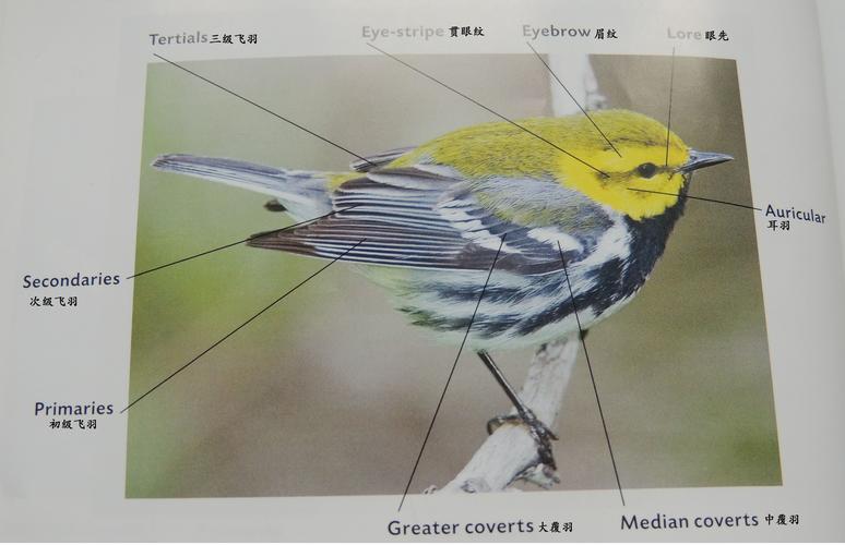 鸟类头部羽毛各具特色,运动方式多样适应环境(鸟类的身体) 鸟类头部羽毛各具特色,运动方式多样适应环境(鸟类的身体)