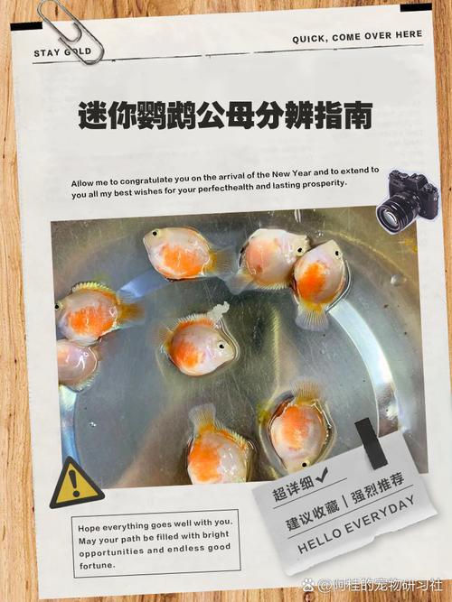 白迷你鹦鹉鱼公母分辨法(白迷你鹦鹉鱼怎么分辨公母图片) 白迷你鹦鹉鱼公母分辨法(白迷你鹦鹉鱼怎么分辨公母图片)
