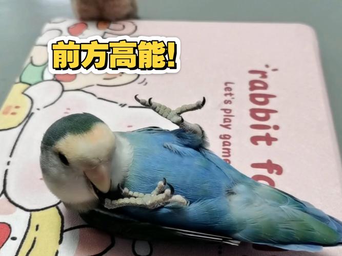 牡丹鹦鹉意外离世,女儿伤心不已,生活遗憾难弥补(我家牡丹鹦鹉养了三年睡觉压死了合适伤心) 牡丹鹦鹉意外离世,女儿伤心不已,生活遗憾难弥补(我家牡丹鹦鹉养了三年睡觉压死了合适伤心)
