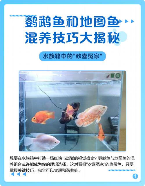 适应期后每日喂食,注意水质和食物选择(鹦鹉鱼喂食的正确方法) 适应期后每日喂食,注意水质和食物选择(鹦鹉鱼喂食的正确方法)