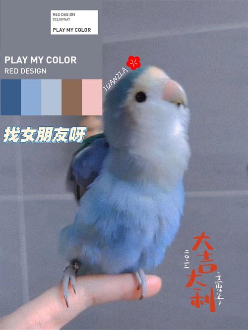 红额绿背,色彩变异多(绿桃牡丹鹦鹉背上有蓝色的吗) 红额绿背,色彩变异多(绿桃牡丹鹦鹉背上有蓝色的吗)