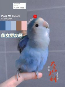 红额绿背，色彩变异多（绿桃牡丹鹦鹉背上有蓝色的吗）